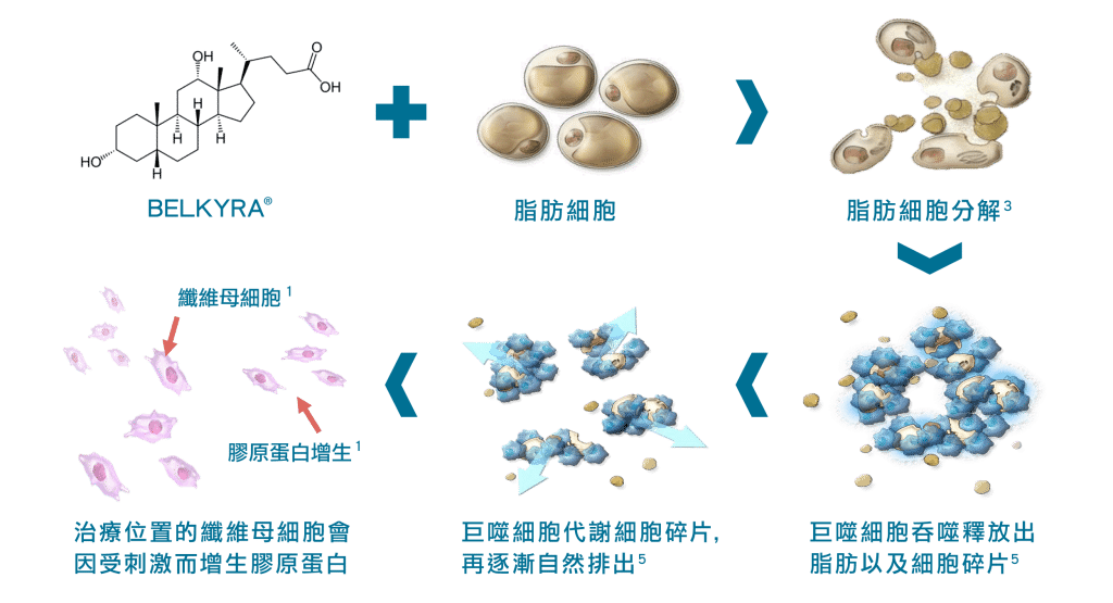 belkyra作用原理示意圖，展示其化學結構與脂肪細胞結合，促進脂肪分解及排出的過程。